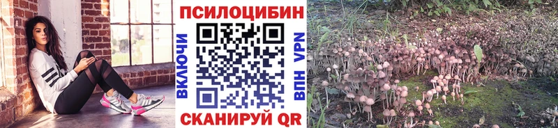 Галлюциногенные грибы GOLDEN TEACHER  нарко площадка телеграм  Снежногорск 